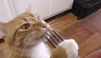 Fork GIFs - Find & Share on GIPHY