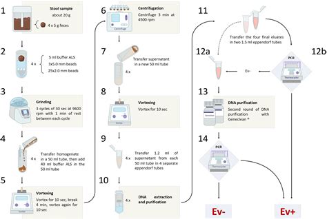 Frontiers | A PCR-based method for the diagnosis of Enterobius ...