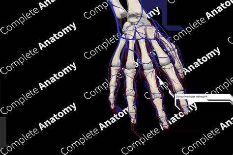 Dorsal Metacarpal Veins | Complete Anatomy