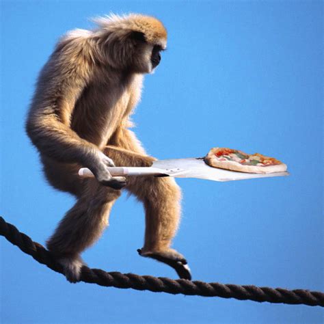 we all eat pizza. — Monkeys eat pizza. The Vervet Monkey is an...