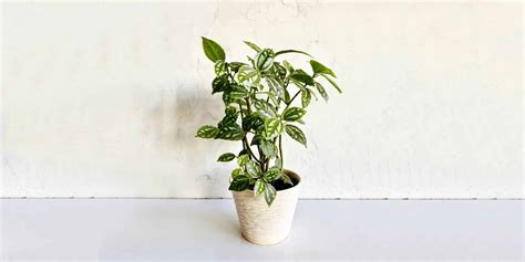 Aluminum Plant Care and Growing Guide | Plantcarefully