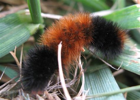 Red and Black Caterpillar - Pyrrharctia isabella - BugGuide.Net