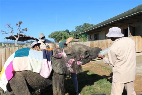 HERD elephant orphanage - Izindlovu Fund