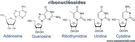 Ribonucléoside : définition et explications