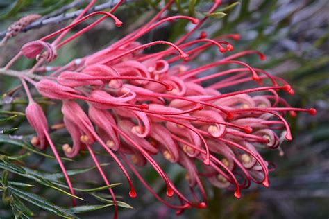 Grevillea ' Robyn Gordon ' - Australian Native Flower Photograph by ...