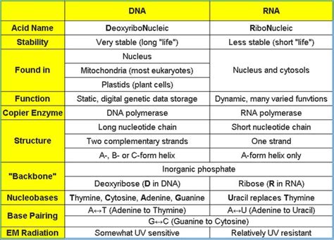 Differentiate between DNA and RNA. | Class Eleven Biology