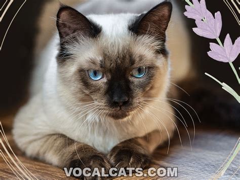 Seal Point Ragdoll: Complete Guide - Vocal Cats