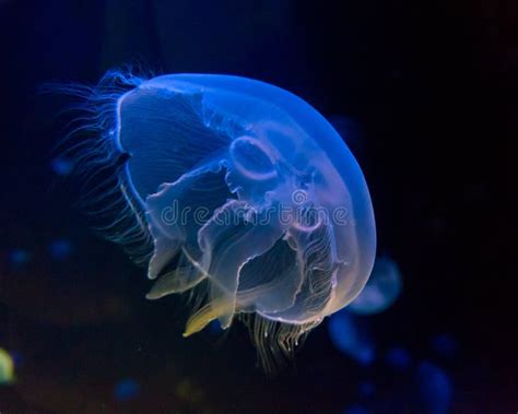 Moon jellyfish stock image. Image of swimming, luminous - 2824531