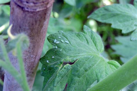 How To Get Rid of Aphids on Tomato Plants - Tomato Bible