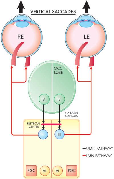 Conjugate Vertical Gaze