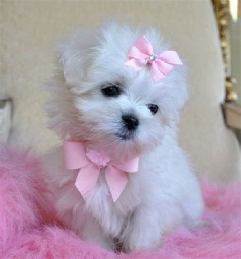 white toy yorkie puppies | Zoe Fans Blog | Yorkie haircuts, Puppies ...