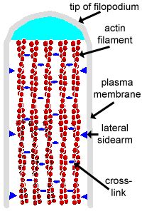 Epithelia: The Histology Guide