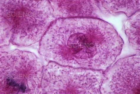 Photograph | Cell in early prophase stage of mitosi | Science Source Images