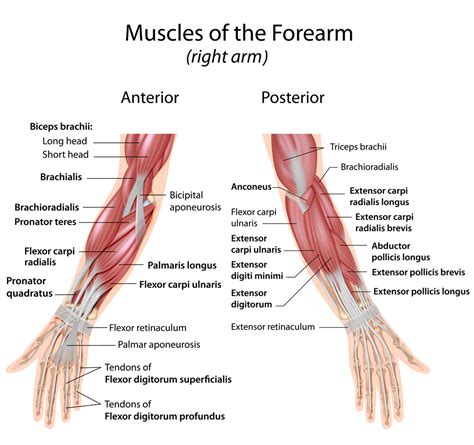 Muscles-of-forearm-wrist