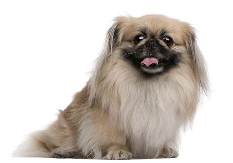 Coat Care for Pekingese | Dog Grooming Tutorial