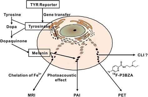 Tyrosinase | Gene expression, Magnetic resonance imaging, Nuclear imaging