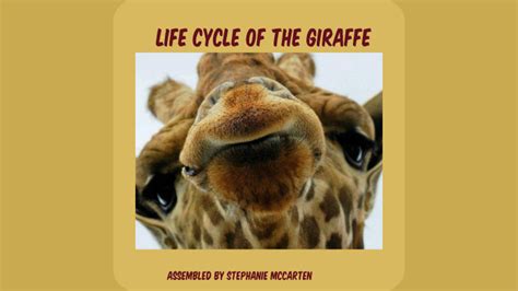 Giraffe Weevil Life Cycle