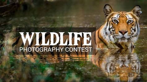 Wildlife | Photo Contest Insider