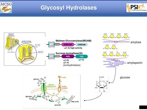 PPT - The Structure and Function of -Glucosidase from Human Gut ...