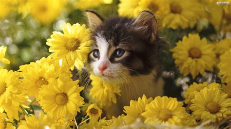 Summer Cat Wallpaper Images (48+ images)