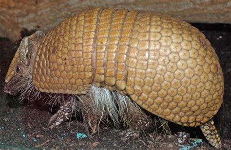 Armadillo Animal Information - Mammal With A Shell!