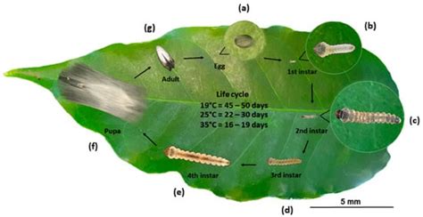 Leaf Miner Life Cycle