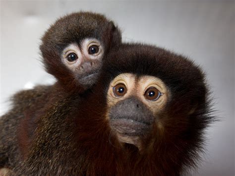 Titi monkey infant - California National Primate Research Center