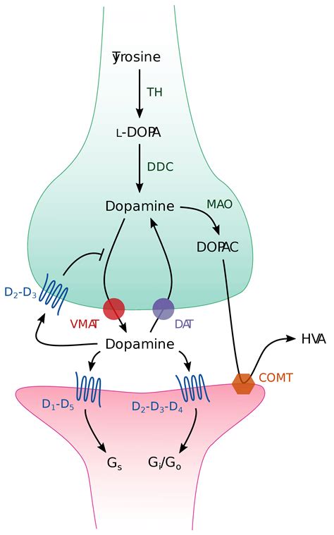 Dopamine Synapse