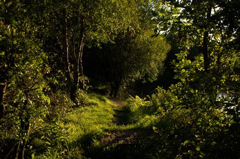 woods, Forest, Landscapes Wallpapers HD / Desktop and Mobile Backgrounds