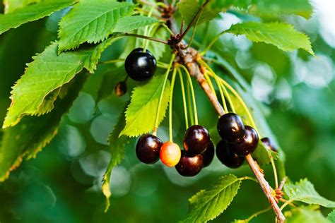 Wild Cherry Tree Identification » Top Tips