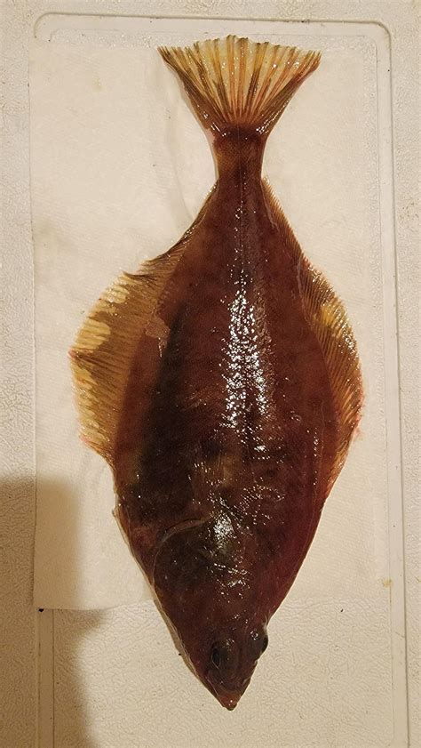 Flatfish Identification Guide