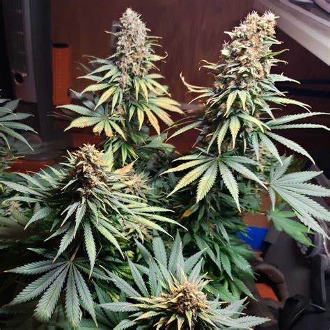 GG4 Seeds Autoflower - Available Now