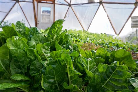 Growing Lettuce in a Greenhouse - Growing Spaces Greenhouses