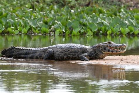 15 Jaw-Dropping Caiman Facts - Fact Animal