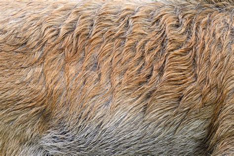 Texture of a skin of a wild boar | Stock image | Colourbox