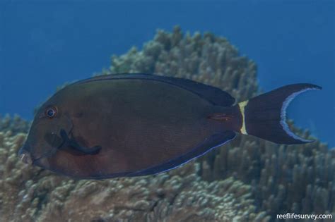 Acanthurus auranticavus - Ringtail Surgeonfish | Reef Life Survey