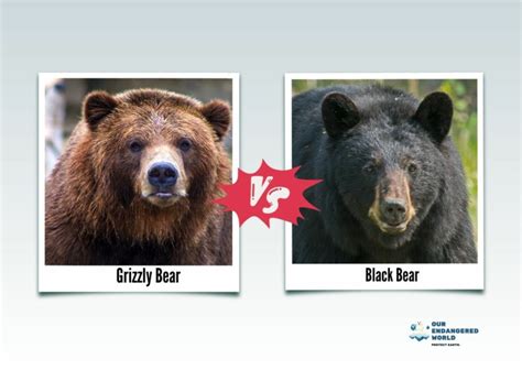 Grizzly Bear vs Black Bear: What's the Difference?