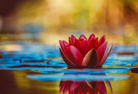 Water Lily Flower Botany Aquatic - Free photo on Pixabay