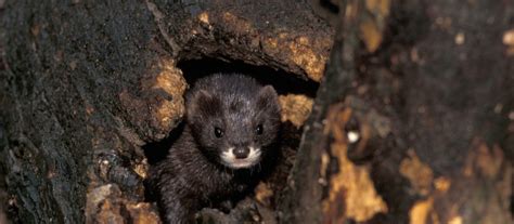 European mink – The Vincent Wildlife Trust