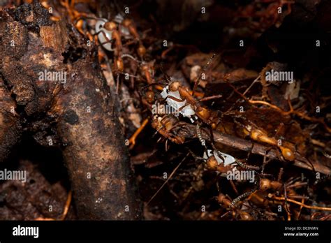 Giant ants hi-res stock photography and images - Alamy