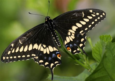 Dead Souls | Yellow butterfly meaning, Butterfly meaning, Black butterfly