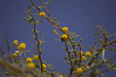 Forest protection could help prevent global pandemics and disease ...