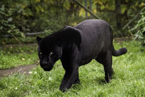 Black Panther Hunting Prey