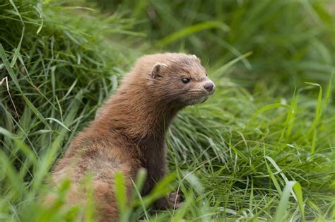 Facts About Minks | Live Science