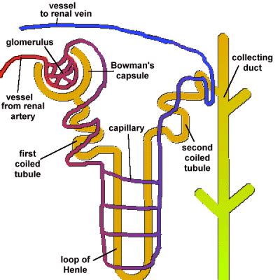 Structure Of Nephron Labeled - bmp-winkle