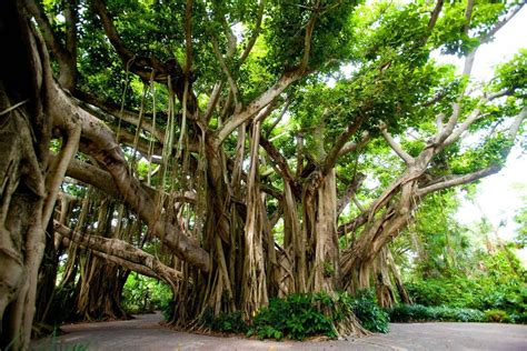 Banyan Tree Wallpapers - Wallpaper Cave