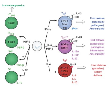 5 Revised paradigm for T cell differentiation (Bettelli, Oukka et al ...