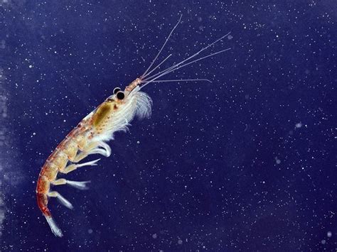 Krill - Alchetron, The Free Social Encyclopedia