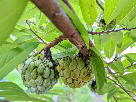 Srikaya Fruits stock image. Image of nature, shrub, branch - 238149633