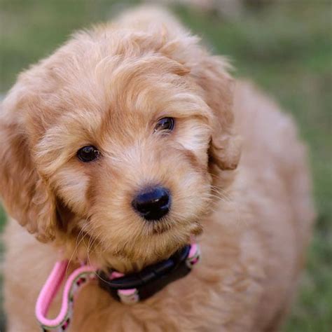 Apricot Labradoodle Puppy | Labradoodle, Labradoodle pictures ...